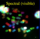 spectral visible SKY.jpg